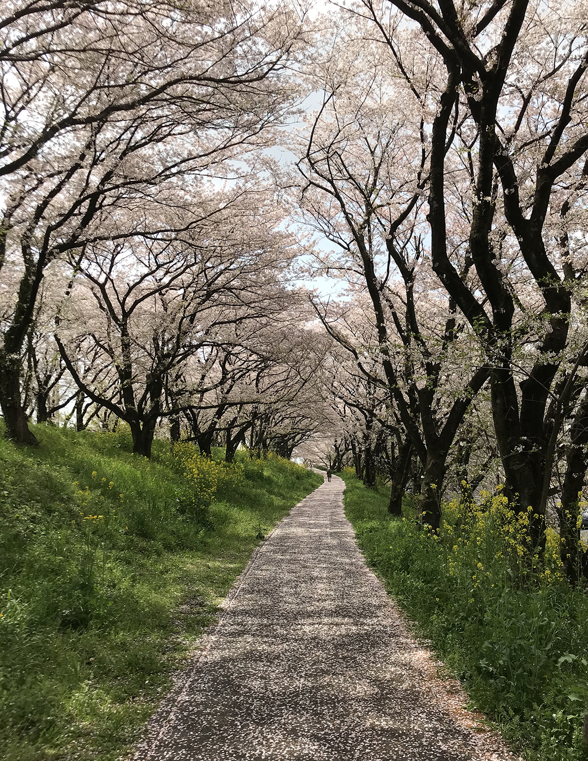 桜の絨毯とトンネル！！