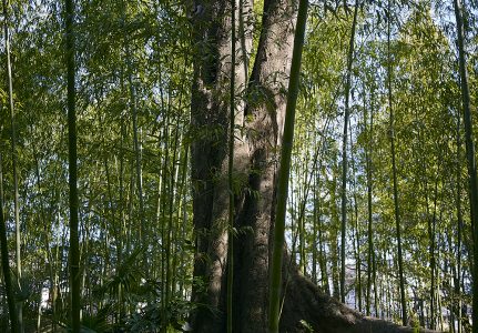 マミヤセコールAF45㎜F2.8 D